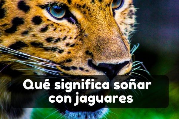 Ver un jaguar en sueños